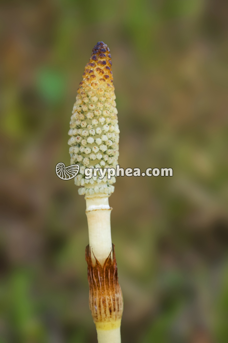 Grande Prêle - Strobile ou épi sporifère (Equisetum telmateia) - gryphea.com